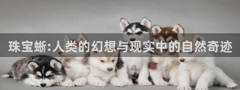 开丰娱乐怎么样：珠宝蜥:人类的幻想与现实中的自然奇迹