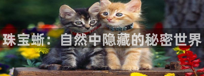 开丰娱乐寸67五壹叁八：珠宝蜥：自然中隐藏的秘密世界